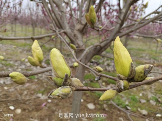 玉蘭花有什么顏色？帶你一起了解南陽玉蘭花(圖3)