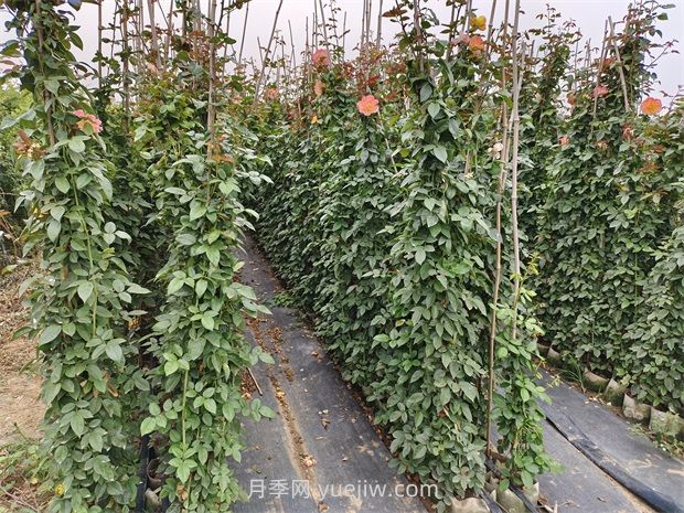 薔薇和月季哪個(gè)比較好養(yǎng)？(圖2)