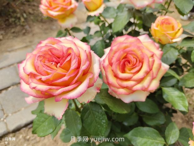 地栽山東月季花，現(xiàn)在施肥晚不晚？多用葉面肥效果更明顯(圖1)