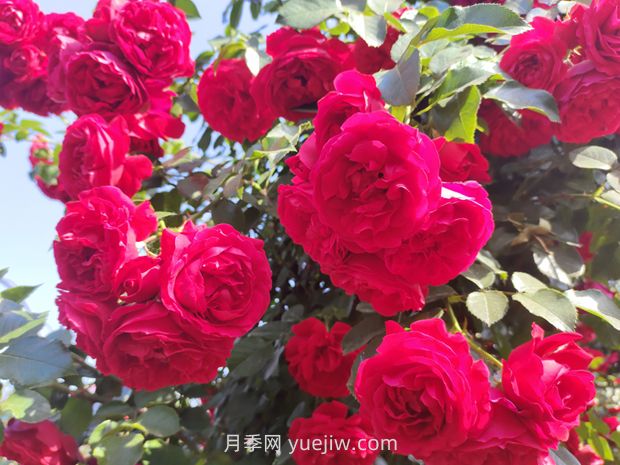 弗洛倫蒂娜月季，爆花健壯抗病耐寒正紅色爬藤王者(圖1)