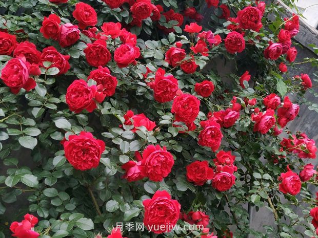 弗洛倫蒂娜月季，爆花健壯抗病耐寒正紅色爬藤王者(圖2)
