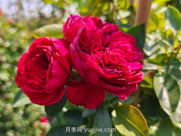 弗洛倫蒂娜月季，爆花健壯抗病耐寒正紅色爬藤王者(圖3)