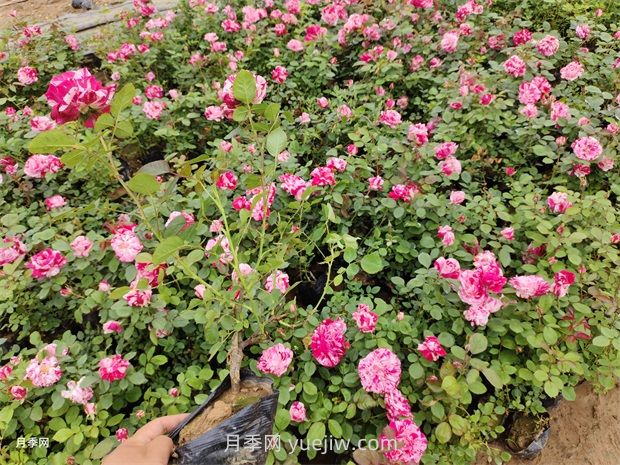 養(yǎng)月季要舍得施肥，多噴磷鉀肥，開花數(shù)量才會多(圖2)