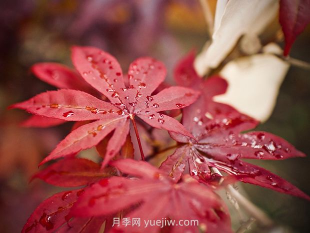 如何防控美國(guó)紅楓夏季葉片突然變紅(圖1)