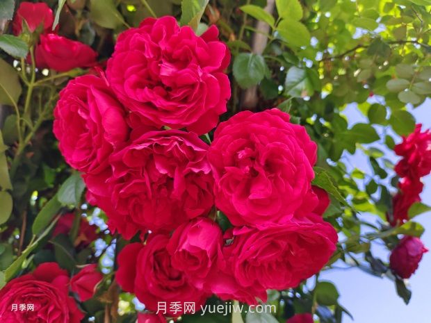 德國(guó)科德斯月季，品種匯集(圖1)