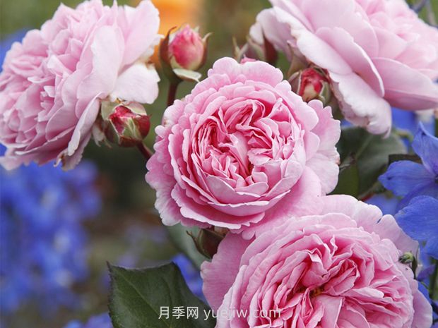 德國(guó)科德斯月季，品種匯集(圖10)