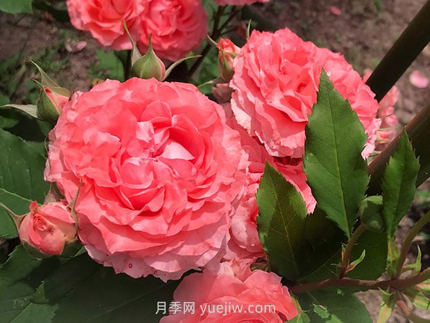 月季花珊瑚果凍，花大香濃四季勤開皮實好養(yǎng)活(圖1)