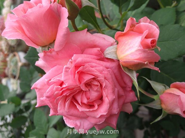 月季花珊瑚果凍，花大香濃四季勤開皮實好養(yǎng)活(圖2)