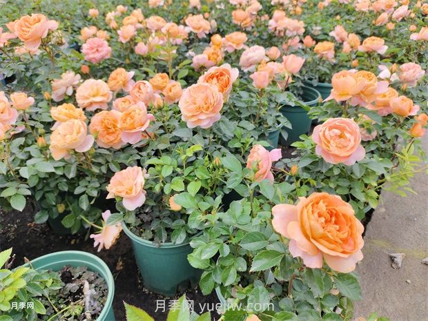 夏季樹木頻頻出現(xiàn)干葉枯枝咋辦？(圖1)