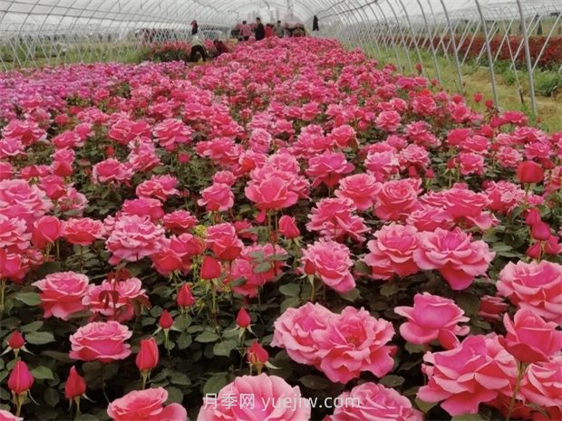 園林植被高溫干旱的養(yǎng)護預(yù)防措施(圖1)