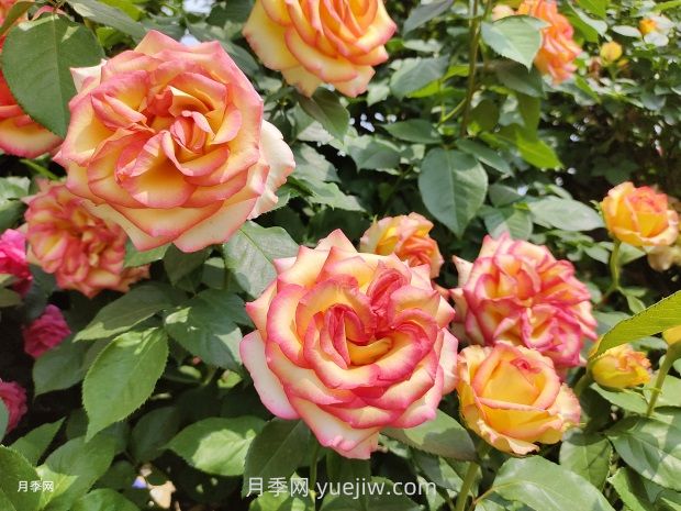 花開滿園，月季種植經(jīng)驗分享(圖2)