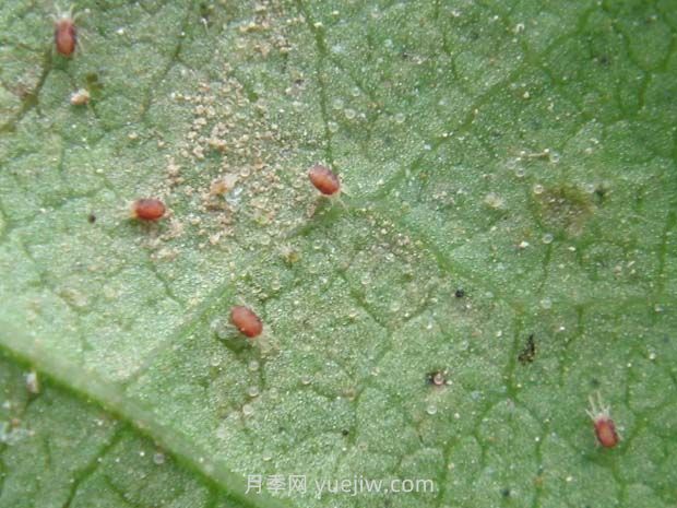 夏季月季高發(fā)的紅蜘蛛怎么有效預防？(圖1)