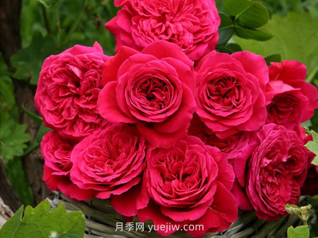 皇家胭脂月季的優(yōu)缺點是什么？(圖1)