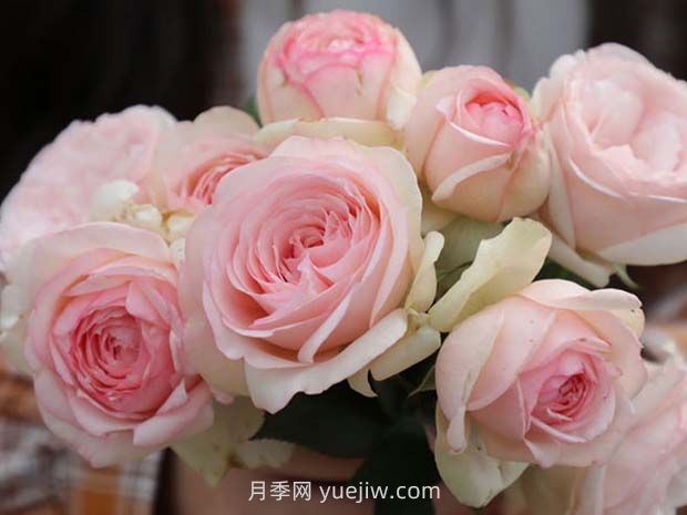 蒙娜麗莎月季的優(yōu)缺點(diǎn)是什么？(圖1)