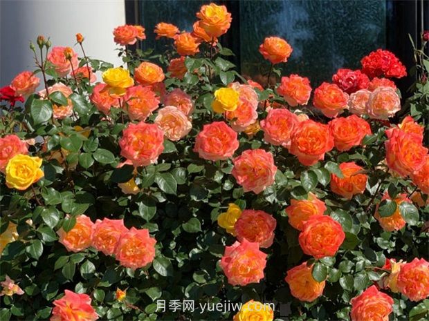 探索月季花如何適應不同氣候條件的生長？(圖1)