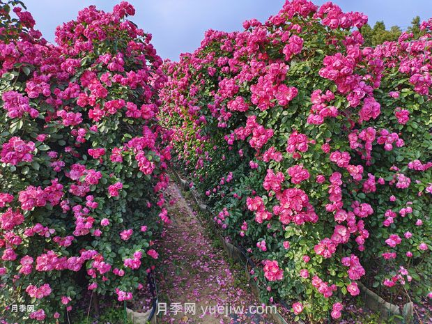如何以造型月季為主題打造迷人花園？(圖2)