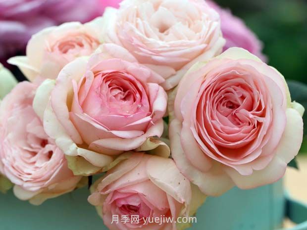 蒙娜麗莎月季，適合兩廣種植的優(yōu)秀灌木月季(圖1)
