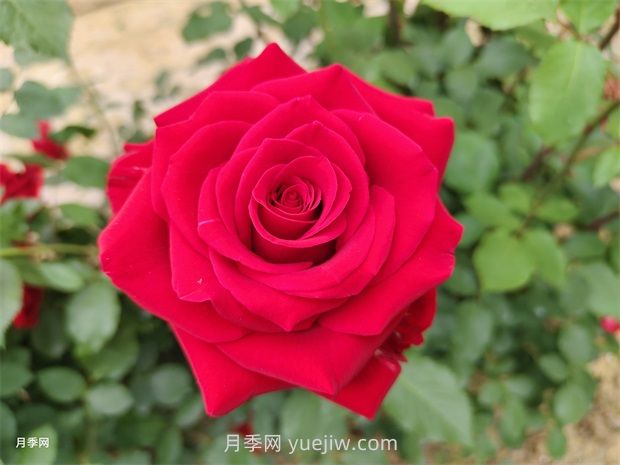 莎薩九零月季的優(yōu)缺點是什么？(圖1)