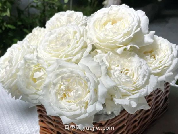 耐熱品種哪款強？兩廣花友強烈推薦3款月季(圖2)