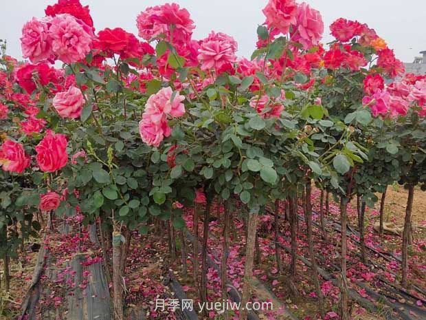 種植樹狀月季，做好這五步就能一樹繁花，香氣襲人(圖2)
