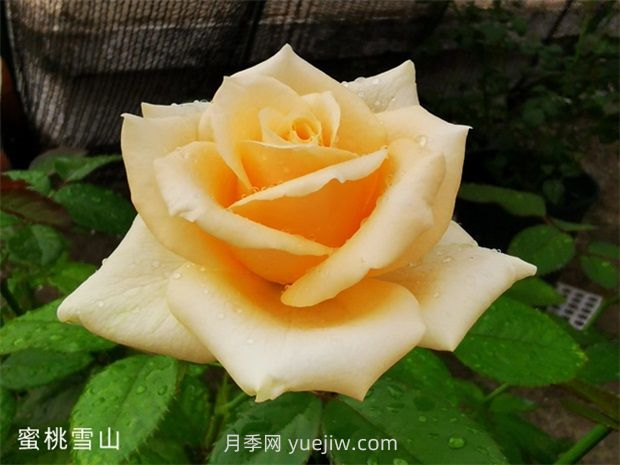 蜜桃雪山月季，高貴的一款切花月季(圖1)