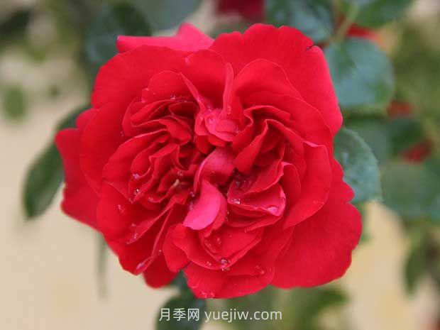魯碩紅月季的優(yōu)缺點是什么？(圖1)