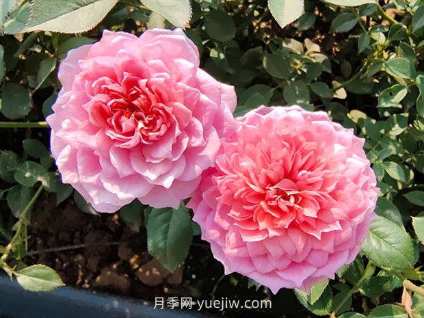 鈴之妖精月季怎么樣，有哪些優(yōu)缺點？(圖1)