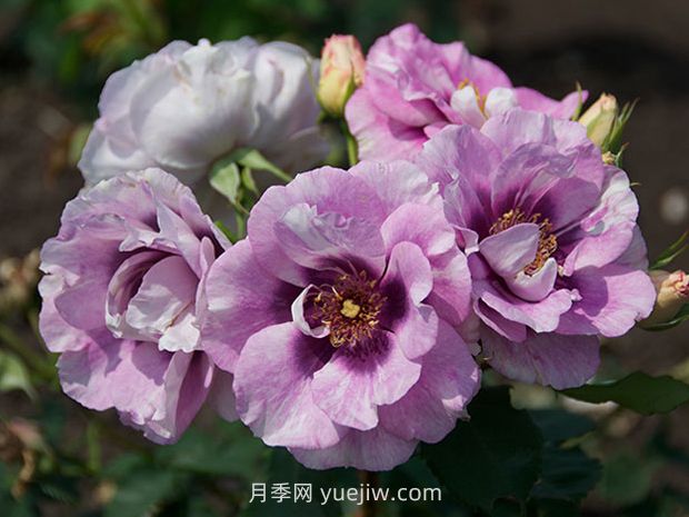 萬(wàn)眾矚目月季的優(yōu)缺點(diǎn)是什么？(圖1)
