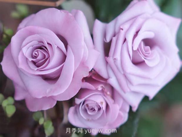 海洋之歌月季的優(yōu)缺點(diǎn)？適合新手養(yǎng)殖嗎？(圖1)