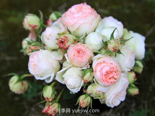 可愛(ài)多月季的優(yōu)缺點(diǎn)是什么？(圖1)