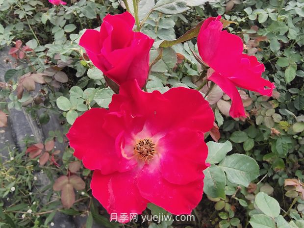 種植廣泛的紅帽月季有哪些優(yōu)缺點(diǎn)？(圖1)