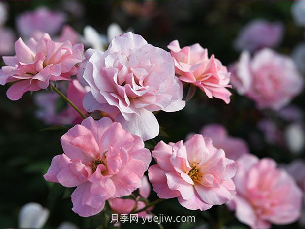 春朝月季的優(yōu)缺點(diǎn)是什么？(圖1)