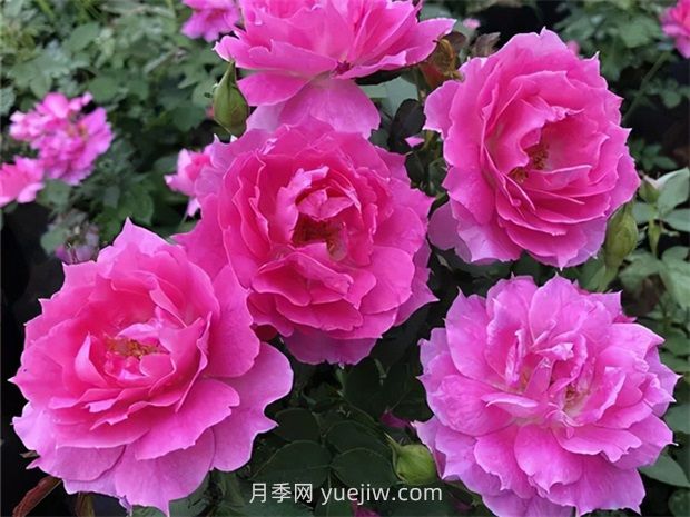 天方夜譚月季的優(yōu)缺點是什么？(圖1)