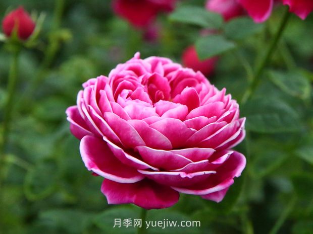 日本瑪麗玫瑰月季的優(yōu)缺點是什么？(圖1)