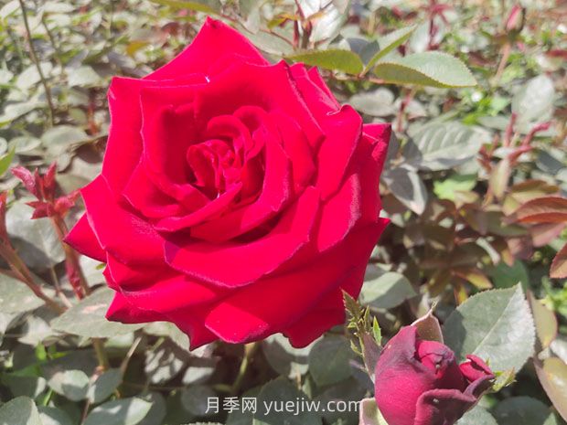 卡羅拉月季的優(yōu)缺點(diǎn)是什么？(圖1)