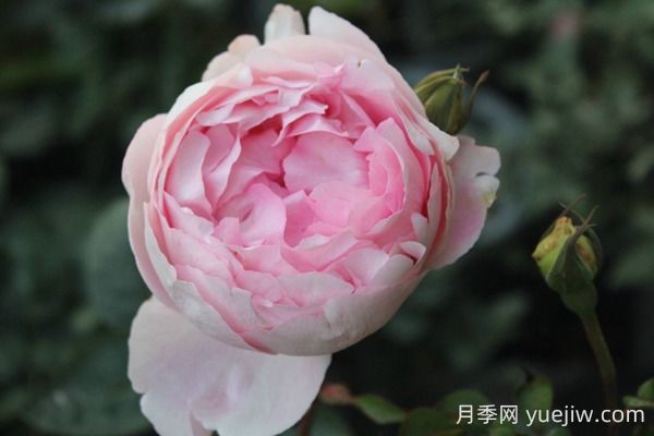 伊芙雪伯爵月季的優(yōu)缺點(diǎn)是什么？(圖1)