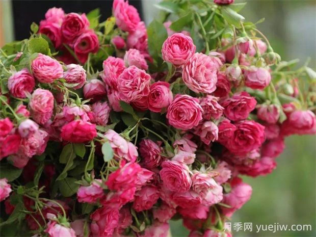 胭脂扣月季的優(yōu)缺點(diǎn)分析，爆花藤本海洋(圖1)