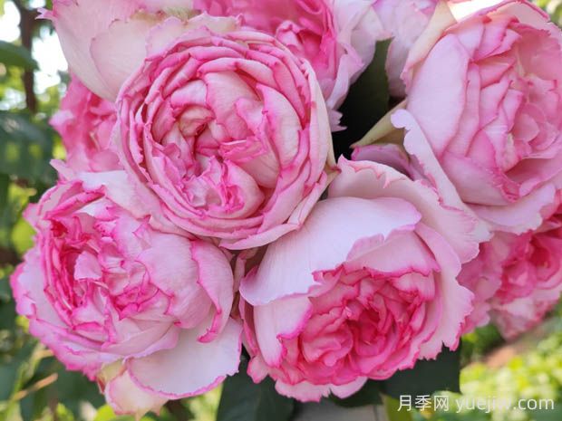 伊芙繁華都市月季的優(yōu)缺點是什么？(圖1)