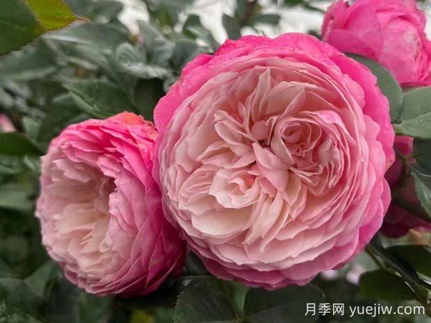 康斯坦茨月季的優(yōu)缺點(diǎn)是什么？(圖1)