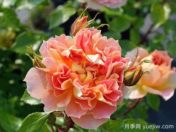 南瓜燈籠月季的優(yōu)缺點(diǎn)有哪些？顏色迷人(圖1)