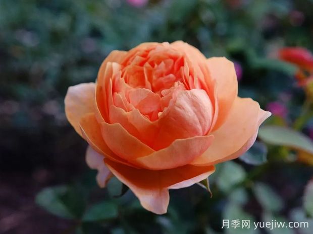 溫柔珊瑚心月季的優(yōu)缺點是什么？(圖1)