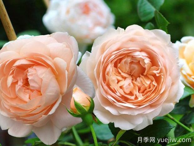 安布里奇月季的優(yōu)缺點(diǎn)是什么？(圖1)