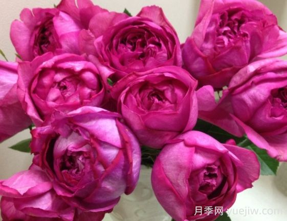 伊芙熱情月季的優(yōu)缺點(diǎn)是什么？(圖1)