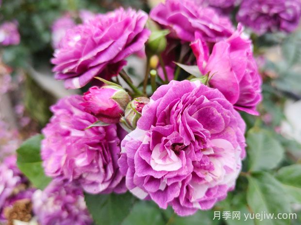 芬芳寶石月季的優(yōu)缺點是什么？(圖1)