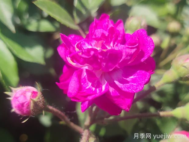 葡萄園之歌月季的優(yōu)缺點(diǎn)是什么？(圖1)