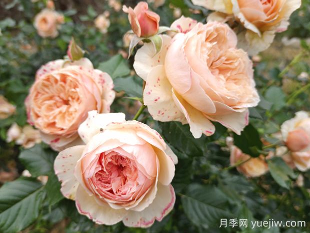 真宙月季的優(yōu)缺點(diǎn)是什么？(圖1)