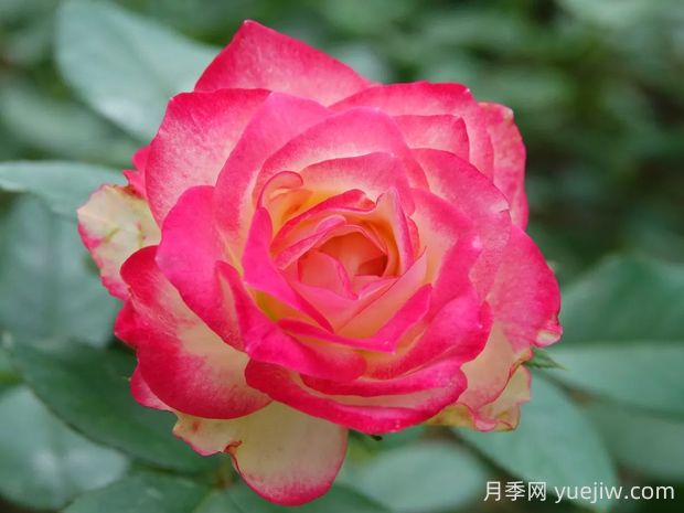 摩納哥公爵月季的優(yōu)缺點(diǎn)是什么？(圖1)