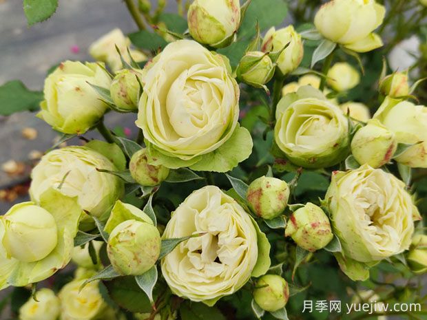 奶油龍沙月季的優(yōu)缺點(diǎn)是什么？(圖1)