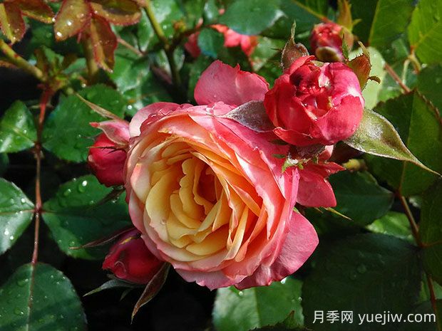 浪漫比克月季的優(yōu)缺點是什么？(圖1)