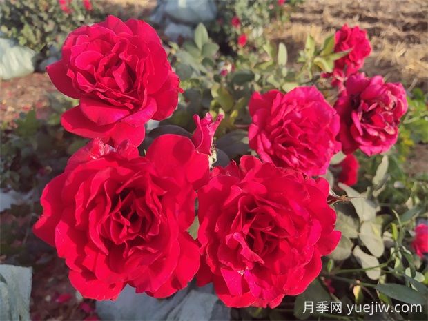 薩曼莎月季的優(yōu)缺點(diǎn)是什么？(圖2)